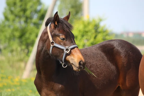 Καφέ foal τρώει χόρτο — Φωτογραφία Αρχείου