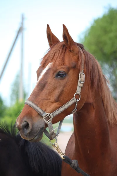 Chestnut horse portrait — Stock Photo, Image