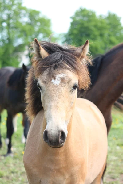 湾の焦げ茶色の馬の肖像画 — ストック写真