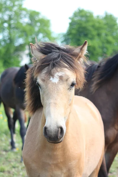 Bay dun foal portrait — Stock Photo, Image