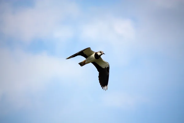Northern Lapwing voando no céu — Fotografia de Stock