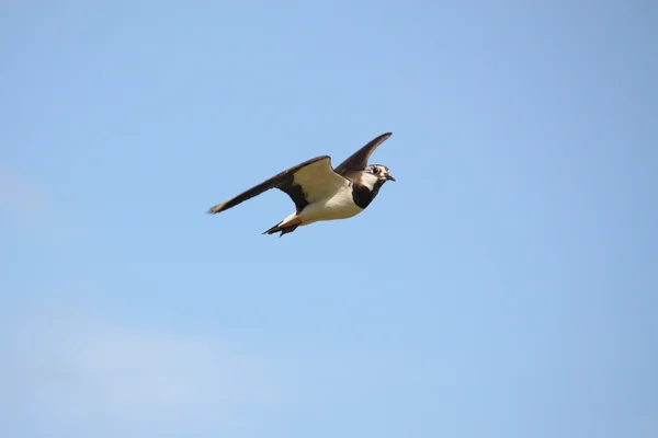 Tofsvipa flyger i himlen — Stockfoto