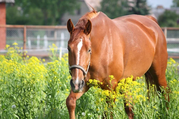 Kaštanový kůň v poli s žlutými květy — Stock fotografie