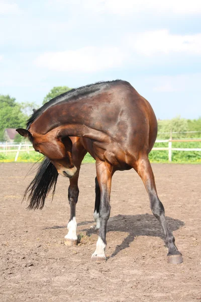 Kahverengi at kendini ısırma — Stok fotoğraf