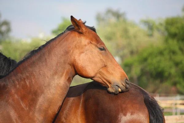 Caballo marrón mordiendo otro caballo detrás —  Fotos de Stock