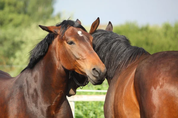 Dvě hnědé koně přitulená vzájemně — Stock fotografie