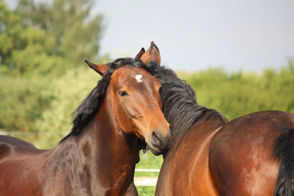 Due cavalli marroni che si accarezzano — Foto Stock