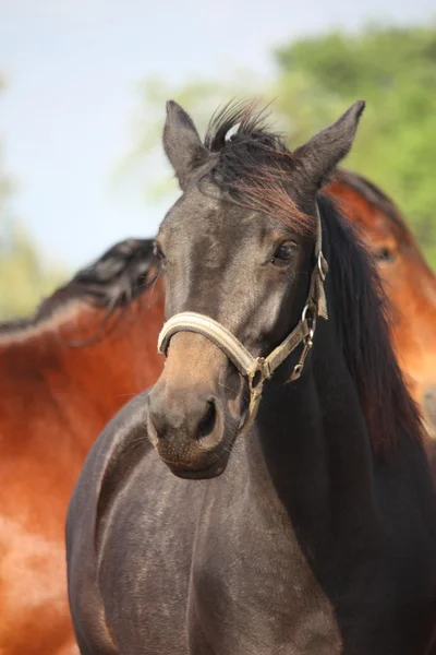Black foal portrait — Stock Photo, Image