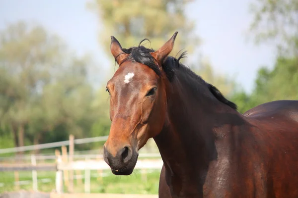 Brown horse portrait — Stock Photo, Image