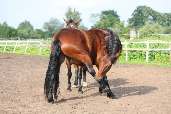Barna ló csípős maga — Stock Fotó