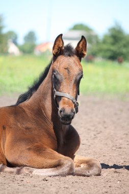 Yaz aylarında yatan kahverengi tayı