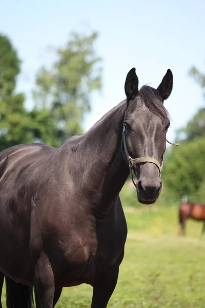 Portrait de cheval noir au pâturage — Photo