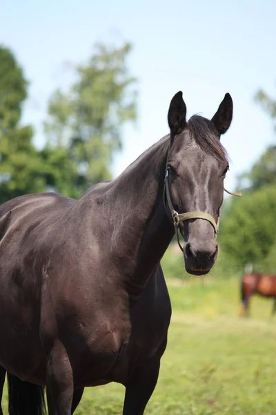 Black horse portrait at the grazing — Stock Photo, Image