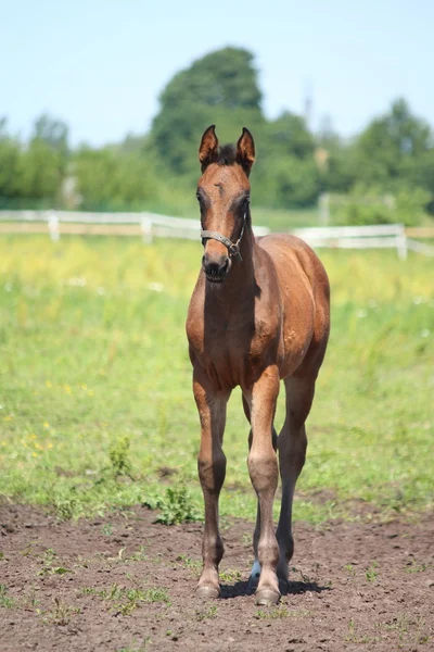 Brown foal standing at the grazing — Stock Photo, Image