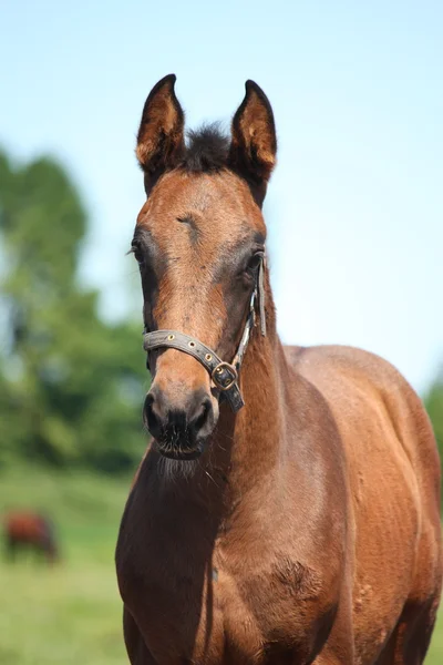 Brown foal portrait in summer — Stock Photo, Image