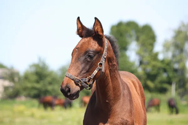 Brown foal portrait in summer — Stock Photo, Image