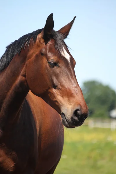 Linda raça letão cavalo baía — Fotografia de Stock