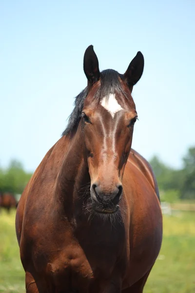 Prachtig Letse RAS baai paard — Stockfoto