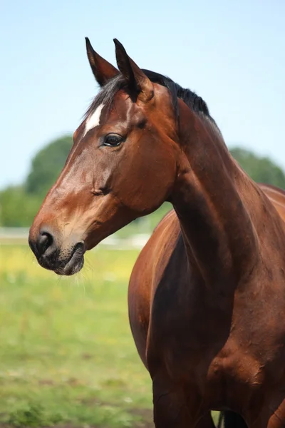 Bella razza lettone cavallo baia — Foto Stock