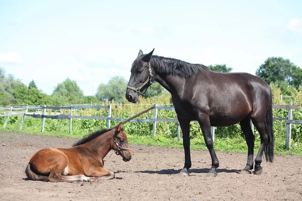 Fohlen ruht bei seiner Mutter, die über ihn wacht — Stockfoto