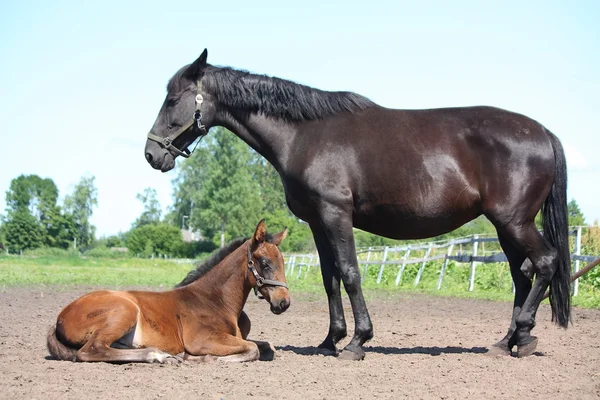 Foal ανάπαυσης με τη μητέρα του βλέποντας πάνω του — Φωτογραφία Αρχείου