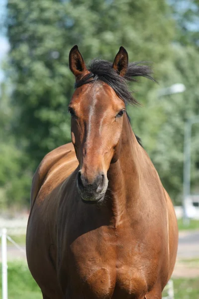Όμορφη Λετονικά φυλή κόλπο άλογο — Φωτογραφία Αρχείου