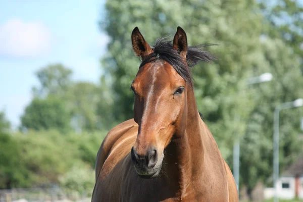 Vackra lettiska rasen bay häst — Stockfoto