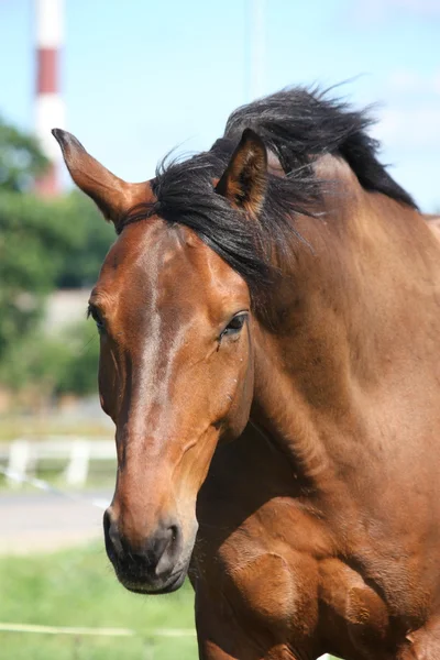 Bella razza lettone cavallo baia — Foto Stock