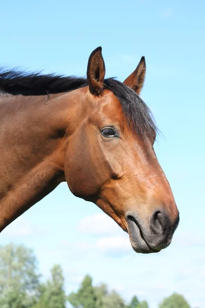 Beau portrait de cheval de baie sur fond de ciel — Photo