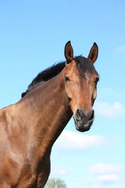 Beautiful bay horse portrait on sky background — Stock Photo, Image