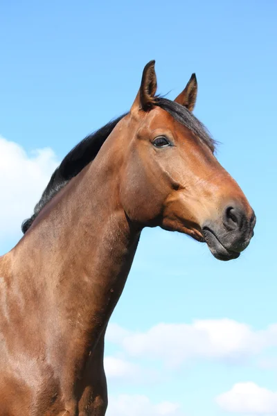 Beau portrait de cheval de baie sur fond de ciel — Photo