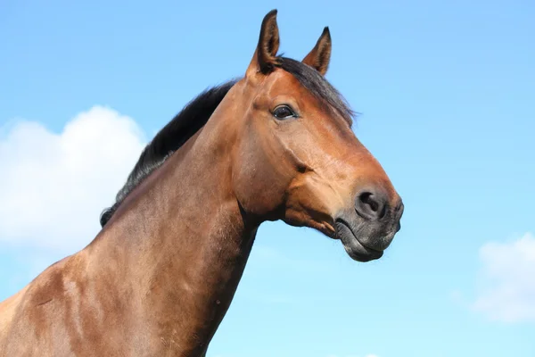 Vackra bay häst porträtt på himmel bakgrund — Stockfoto