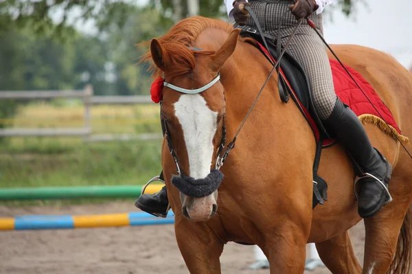 Красивый золотой каштановый конь — стоковое фото