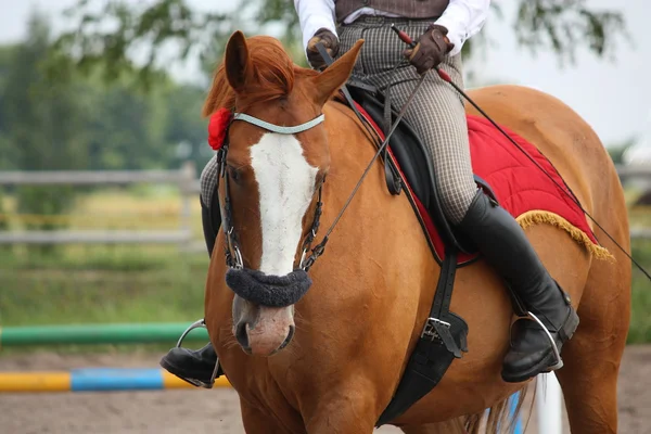 Bellissimo ritratto di cavallo di castagno dorato — Foto Stock