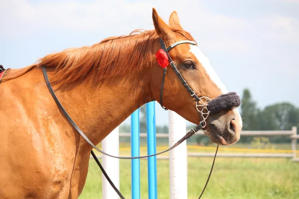 Magnifique portrait de cheval châtain doré — Photo