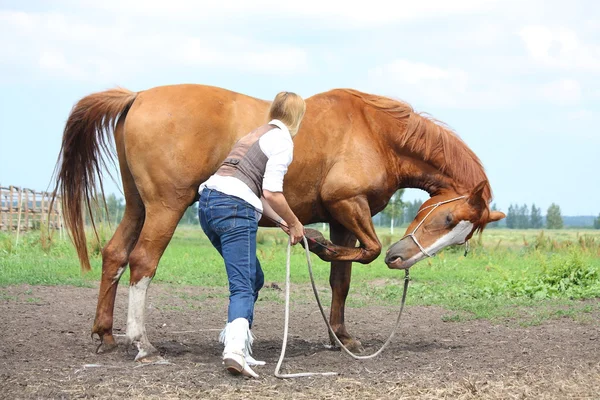 Mujer rubia joven pidiendo castaño caballo a la proa —  Fotos de Stock