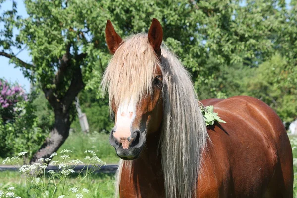 Vackra palomino djupgående häst porträtt — Stockfoto