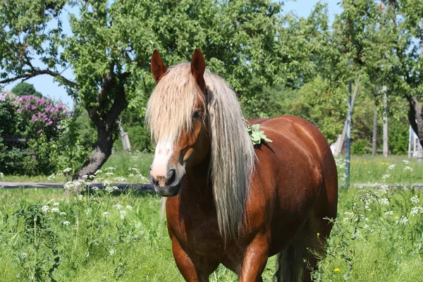 Gyönyörű palomino igavonó lovat portré — Stock Fotó