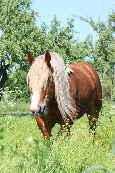 Palomino tažných koní jíst trávu — Stock fotografie