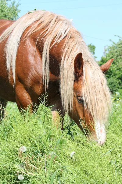 草を食べてパロミノ ドラフト馬 — ストック写真