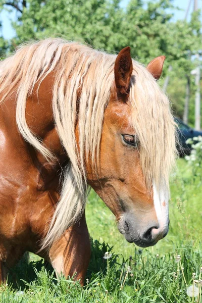 Palomino draught horse eating grass — Stock Photo, Image