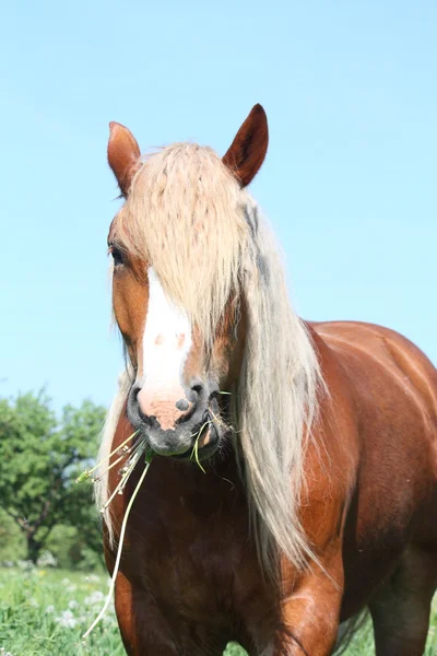 草を食べてパロミノ ドラフト馬 — ストック写真
