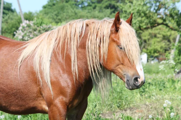 Belo retrato de cavalo de tração palomino — Fotografia de Stock