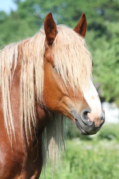 Portrét krásného palomino tažných koní — Stock fotografie