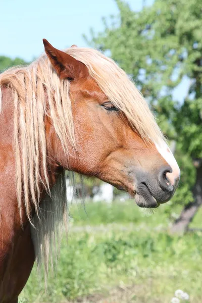 Belo retrato de cavalo de tração palomino — Fotografia de Stock