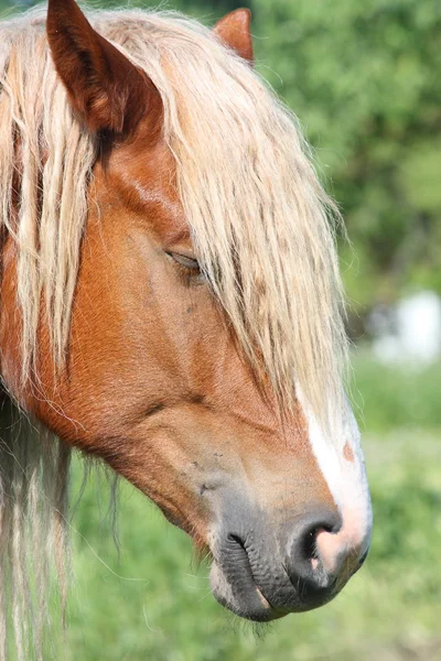 Palomino paard hoofd close-up — Stockfoto