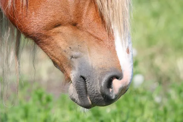 Palomino Pferdekopf aus nächster Nähe — Stockfoto