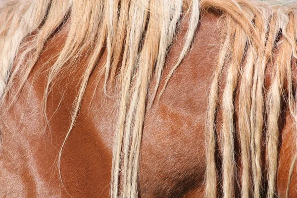 Palomino Pferdemähne aus nächster Nähe — Stockfoto