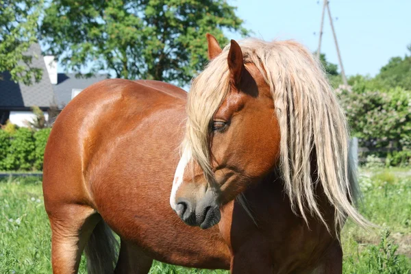 Hermoso palomino tiro retrato de caballo — Foto de Stock