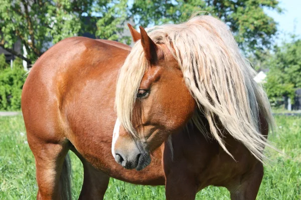 Beautiful palomino draught horse portrait — Stock Photo, Image